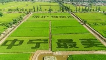 【招标】全区中宁枸杞擎天柱广告宣传服务采购项目