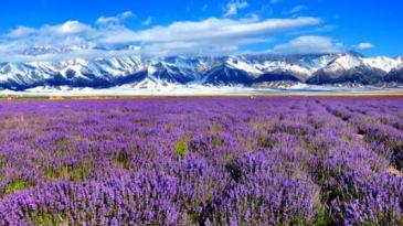 【招标】霍城县霍城薰衣草品牌广告投放采购项目
